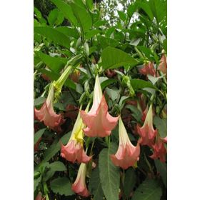 Tüplü Yoğun Kokulu Yavruağzı Renkli Brugmansia Meleklerin Borazanı Çiçeği Fidanı