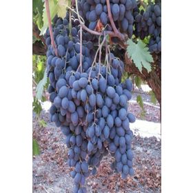 Tüplü Yüksek Verimli Aromalı Autumn Royal Üzüm Asma-Bağ Fidanı
