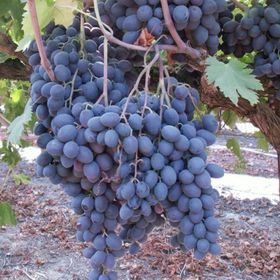 Tüplü Yüksek Verimli Aromalı Autumn Royal Üzüm Asma-Bağ Fidanı