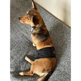 Utd Pet Siyah Pedli Yıkanabilir Dişi Köpek Çiş ve Regl Külodu