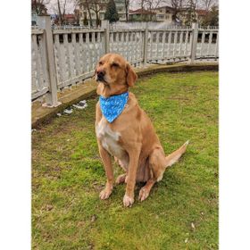 Utd Pet XL Waves Köpek Boyun Tasması