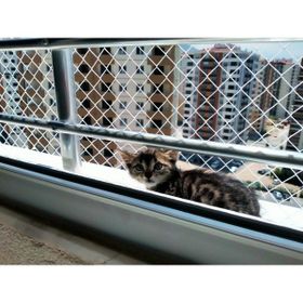 Uzman 2x2 Metre 4 cm Aralıklı Kedi Koruma Güvenlik Filesi