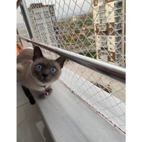 Uzman Beyaz 1.5X8 Metre Kedi Koruma Güvenlik Filesi
