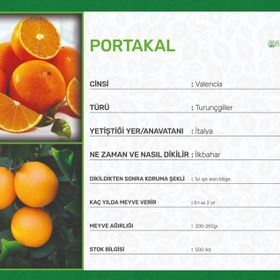 Valencia Portakal Fidanı