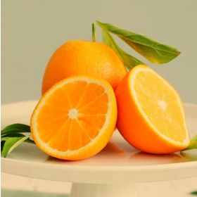 Valencia Portakal Fidanı