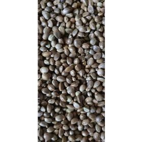 Versele Laga 1 kg Çedene Kenevir Tohumu Kuş Yemi