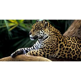 Vestel 40U9400 TV Ekran Koruma Camı