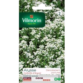 Vilmorin Alisyum Gümüş Sepet Çiçek Tohumu