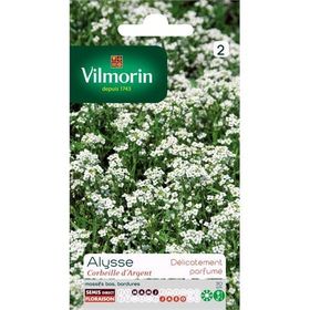 Vilmorin Alisyum Gümüş Sepet Çiçek Tohumu