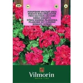 Vilmorin Çok Yıllık Kırmızı Sardunya Çiçek Tohumu