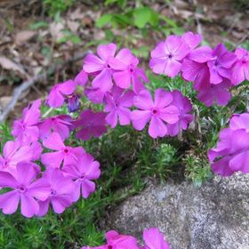 Voit Silikon Bone