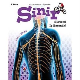 Vücudumuzdaki Sistemler - Sinir Sistemi İş Başında! - Kolektif