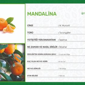 W.Murcott Mandalina Fidanı