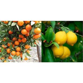 W.Murcott Mandalina Fidanı