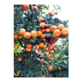 W.Murcott Mandalina Fidanı