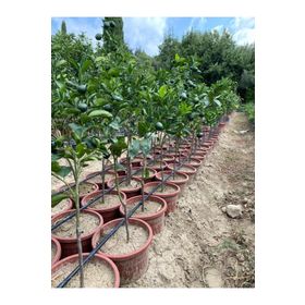 W.Murcott Mandalina Fidanı
