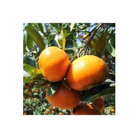 W.Murcott Mandalina Fidanı