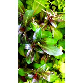 Woof Ludwigia Grandulosa Akvaryum Bitkisi 5 Dal Canlı Bitki