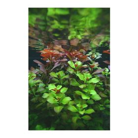 Woof Ludwigia Green 5 Dal Kusursuz Form Akvaryum Bitkisi Canlı Bitki