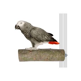 X-Perk Ağaç Kütük Papağan Büyük Boy Tünek Boy 17 cm Çap 5 cm Kuş Tüneği