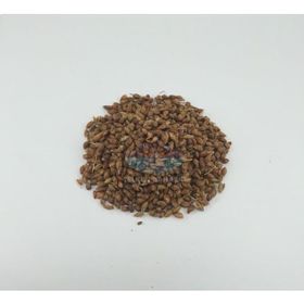 Yelken 100 gr Süpürge Tohumu