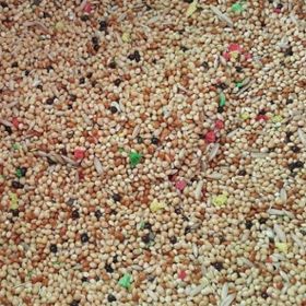 Yemcipetshop 1 kg Açık Muhabbet Kuşu Yemi