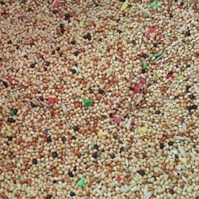 Yemcipetshop 1 kg Açık Muhabbet Kuşu Yemi