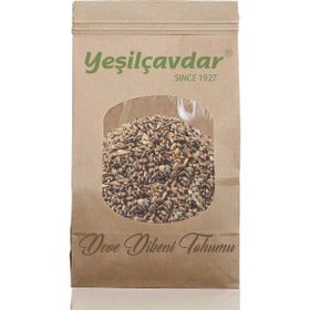 Yeşilçavdar 1000 gr Deve Dikeni Tohumu