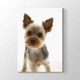 Yorkshire Köpek Tablosu