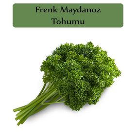 Zencefil Organik 10 gr Kıvırcık Frenk Maydanoz Tohumu