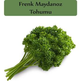 Zencefil Organik 10 gr Kıvırcık Frenk Maydanoz Tohumu