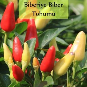 Zencefil Organik 10x1000 Adet Cin Biberi Tohumu