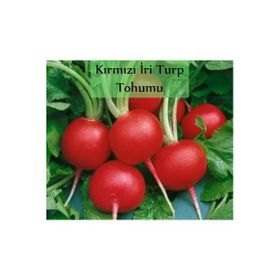 Zencefil Organik 10x1000 Adet Kırmızı İri Turp Tohumu
