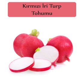 Zencefil Organik 10x1000 Adet Kırmızı İri Turp Tohumu
