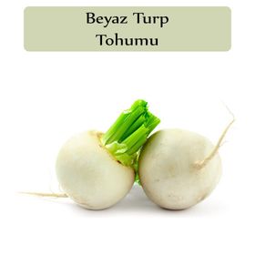Zencefil Organik 10x1000 Adet Turp Tohumu