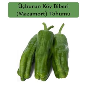 Zencefil Organik 10x1000 Adet Üç Burun Biber Tohumu