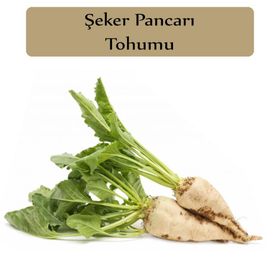 Zencefil Organik 10x500 Adet Pancar Tohumu
