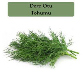 Zencefil Organik 10x5000 Adet Gönen Dere Otu Tohumu