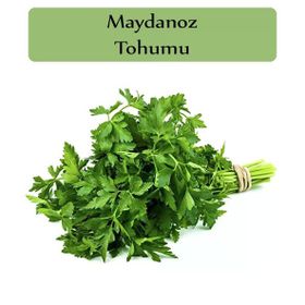 Zencefil Organik 10x5000 Adet Maydanoz Tohumu