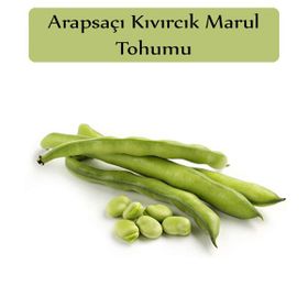 Zencefil Organik 25x20 Adet Yerli Bakla Tohumu