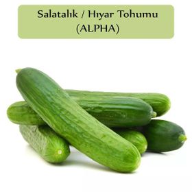 Zencefil Organik Beith Alpha 10x300 Adet Hıyar Tohumu