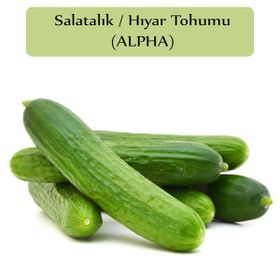 Zencefil Organik Beith Alpha 10x300 Adet Hıyar Tohumu