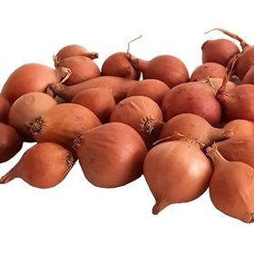 Zencefil Organik Kıska Soğan Arpacık Soğan Iska Soğan Tohumu