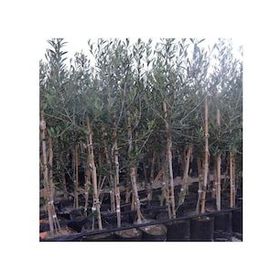 Zenfidan 2 Yaş Arbequina Zeytin Tüplü Fidan