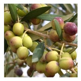 Zenfidan 2 Yaş Arbequina Zeytin Tüplü Fidan
