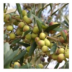Zenfidan 2 Yaş Arbequina Zeytin Tüplü Fidan