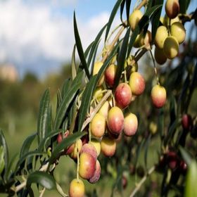 Zenfidan 2 Yaş Arbequina Zeytin Tüplü Fidan
