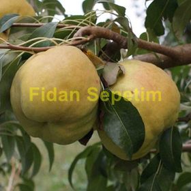 Zenfidan 3 Yaş Deveci Aşılı Tüplü 120 cm Armut Fidan