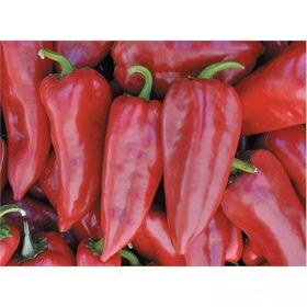 Zenfidan Yalova Yağlık 28 Biber Tohumu 10 gr Paket