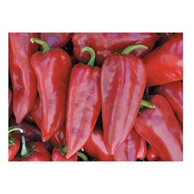 Zenfidan Yalova Yağlık 28 Biber Tohumu 10 gr Paket